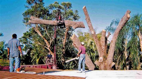 tree service cape coral|tim's tree service cape coral.